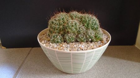 Dolichothele (Mammillaria) decipiens