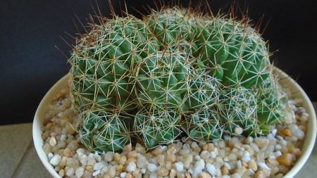 Dolichothele (Mammillaria) decipiens