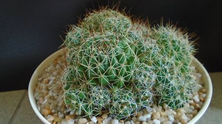 Dolichothele (Mammillaria) decipiens