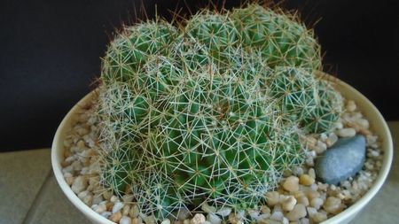 Dolichothele (Mammillaria) decipiens