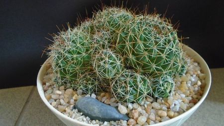 Dolichothele (Mammillaria) decipiens