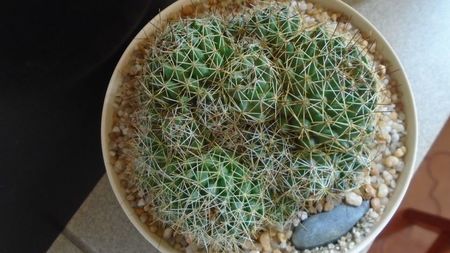 Dolichothele (Mammillaria) decipiens