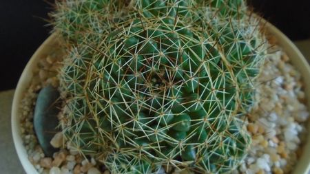 Dolichothele (Mammillaria) decipiens