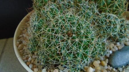 Dolichothele (Mammillaria) decipiens