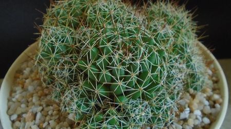 Dolichothele (Mammillaria) decipiens