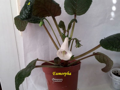 Eumorpha(4-07-2021)