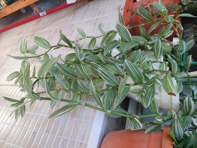 Tradescantia variegata 20 lei planta matura