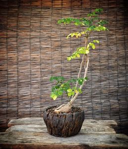 Moringa oleifera