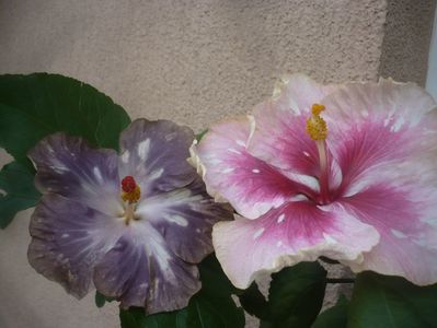 P1490291