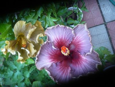 P1490453