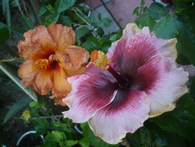 P1490514