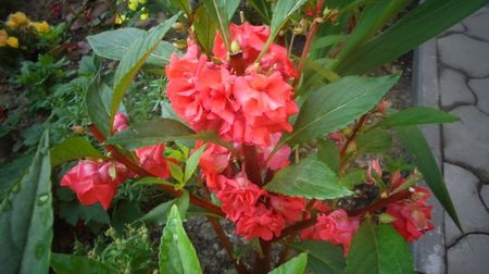 Impatiens balsamina