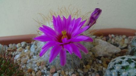 Mammillaria guelzowiana