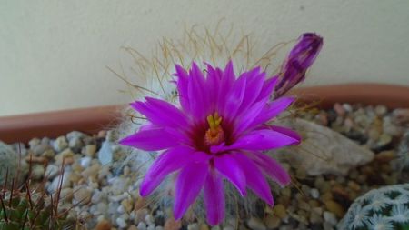 Mammillaria guelzowiana