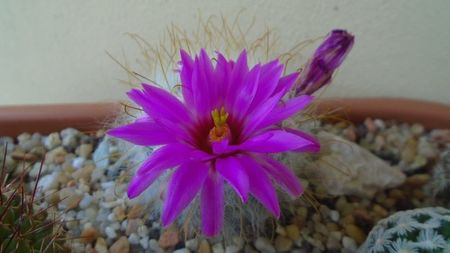 Mammillaria guelzowiana