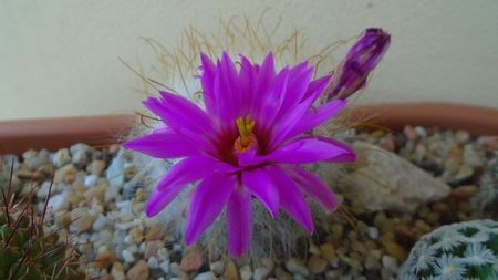 Mammillaria guelzowiana