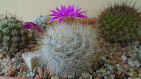 Mammillaria guelzowiana