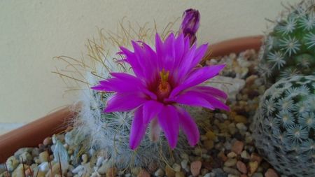 Mammillaria guelzowiana