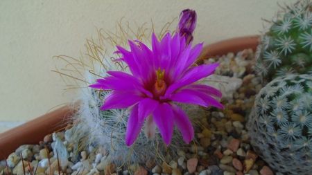 Mammillaria guelzowiana