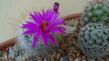 Mammillaria guelzowiana