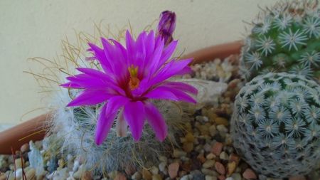 Mammillaria guelzowiana