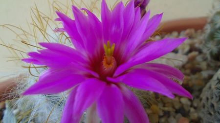 Mammillaria guelzowiana