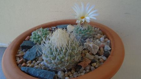 Grup de 4 Strombocactus; Strombocactus disciformis 
Strombocactus disciformis, Vizarron, Queretaro, Mx.	
Strombocactus disciformis ssp. jarmillae, Jalpan, Mx.
Strombocactus pulcherrimus (S.disciformis ssp. esperanzae)
