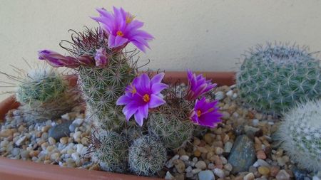 Mammillaria grahamii ssp. sheldonii