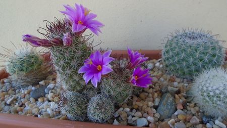 Mammillaria grahamii ssp. sheldonii