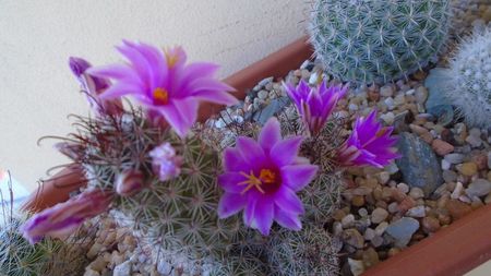 Mammillaria grahamii ssp. sheldonii