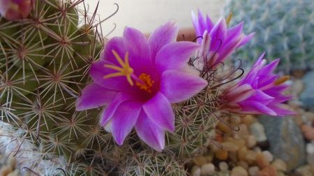 Mammillaria grahamii ssp. sheldonii