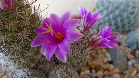 Mammillaria grahamii ssp. sheldonii