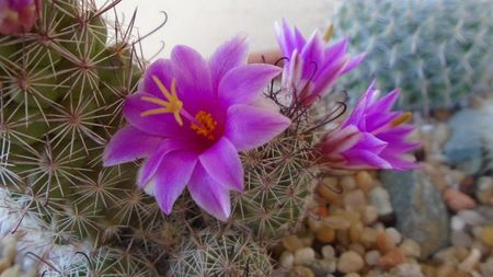 Mammillaria grahamii ssp. sheldonii