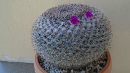 Mammillaria formosa ssp. chionocephala