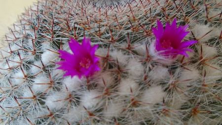 Mammillaria formosa ssp. chionocephala