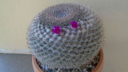 Mammillaria formosa ssp. chionocephala