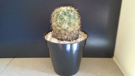 Coryphantha elephantidens ssp. sulcolanata; replantata pe 1 iul. 2021
