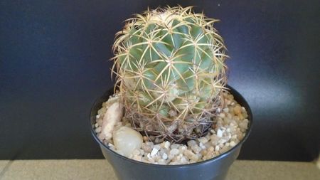 Coryphantha elephantidens ssp. sulcolanata; replantata pe 1 iul. 2021
