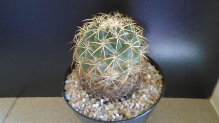 Coryphantha elephantidens ssp. sulcolanata; replantata pe 1 iul. 2021
