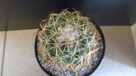 Coryphantha elephantidens ssp. sulcolanata; replantata pe 1 iul. 2021
