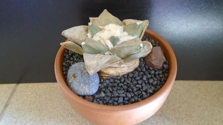 Ariocarpus hb. (retusus x fissuratus); replantat pe 1 iul. 2021
