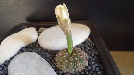 Gymnocalycium mesopotamicum