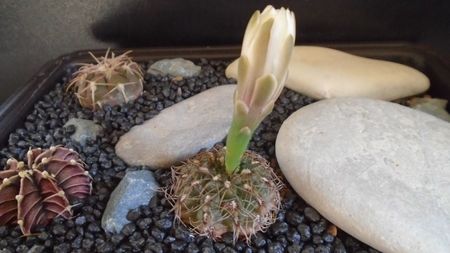 Gymnocalycium mesopotamicum