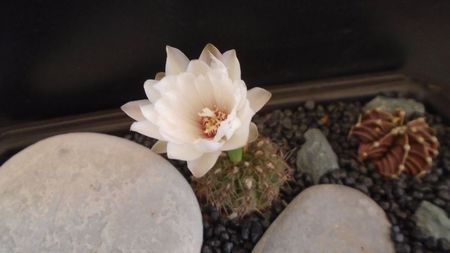 Gymnocalycium mesopotamicum