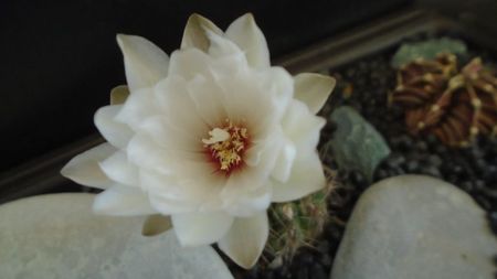 Gymnocalycium mesopotamicum