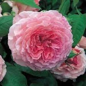 James Galway (Urcator); EXCELENT-.
Producator David C. H. Austin 
Roz deschis. Parfum moderat, vechi de trandafir.
Înflorește în valuri pe tot parcursul sezonului.
Înălțimea (130 la 245 cm).
