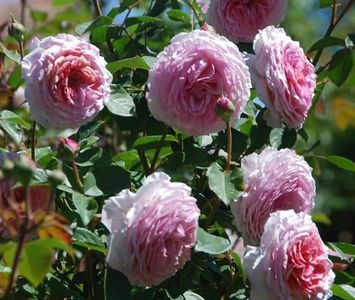 James Gallway (Urcator); EXCELENT-.
Producator David C. H. Austin 
Roz deschis. Parfum moderat, vechi de trandafir.
Înflorește în valuri pe tot parcursul sezonului.
Înălțimea (130 la 245 cm).
