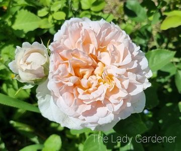 The Lady Gardener (tufa)