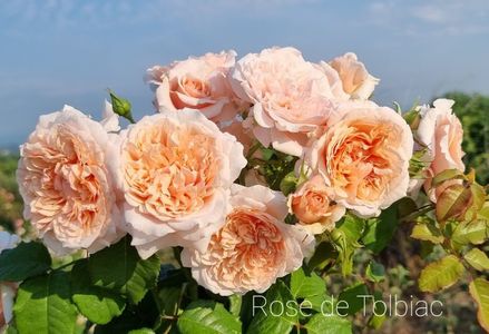 Rose de Tolbiac (Urcator)