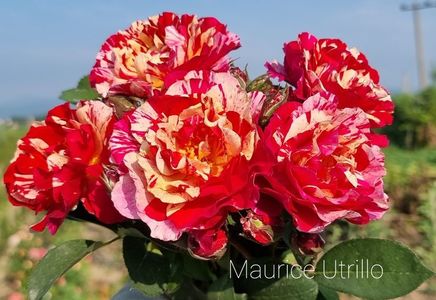 Maurice Utrillo (Tufa); Producator Delbard (Franța, 2004).
Roșu și alb, centru galben, dungi. Parfum moderat. 
Înflorește în flush pe tot parcursul sezonului.
Înălțime de până la 32 &quot;(până la 80 cm).
